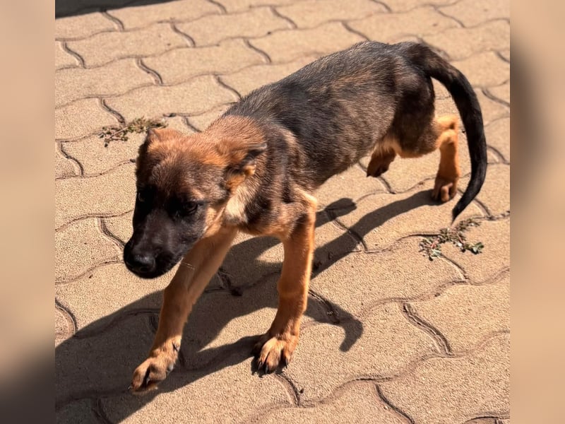 Bonnie, süßes Malinois Welpenmädchen geb. 05/2026