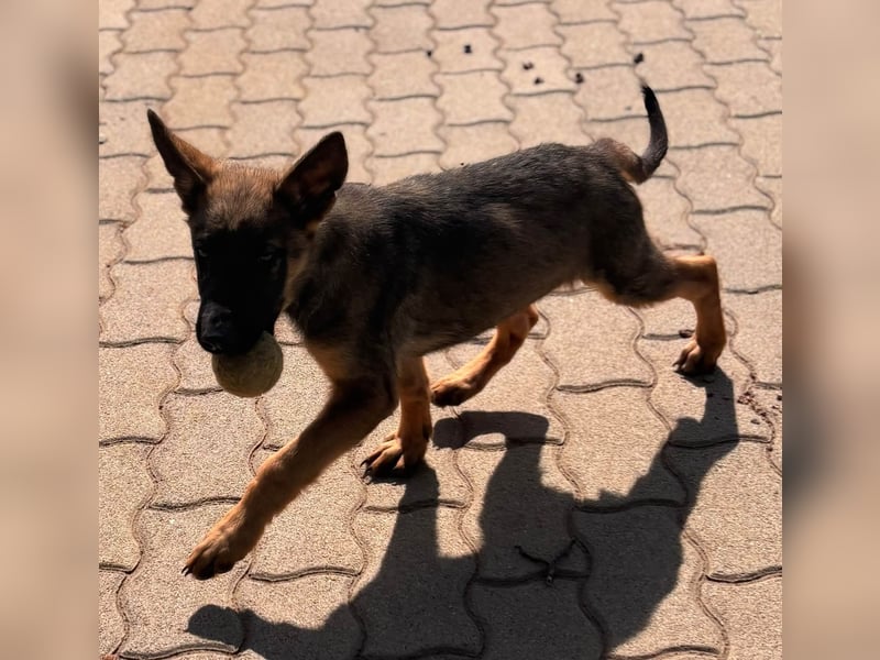 Clyde, süßer, verspielter Malinois Welpe geb. 05/2026