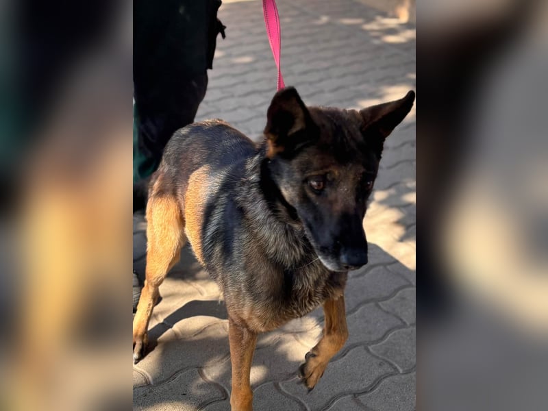 Nina, ruhige, zurückhaltende Malinois Hündin geb. 04/2017