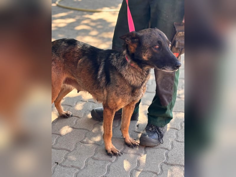 Nina, ruhige, zurückhaltende Malinois Hündin geb. 04/2017
