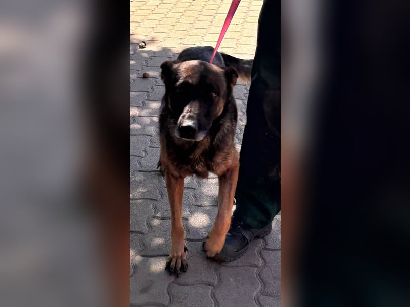 Nina, ruhige, zurückhaltende Malinois Hündin geb. 04/2017