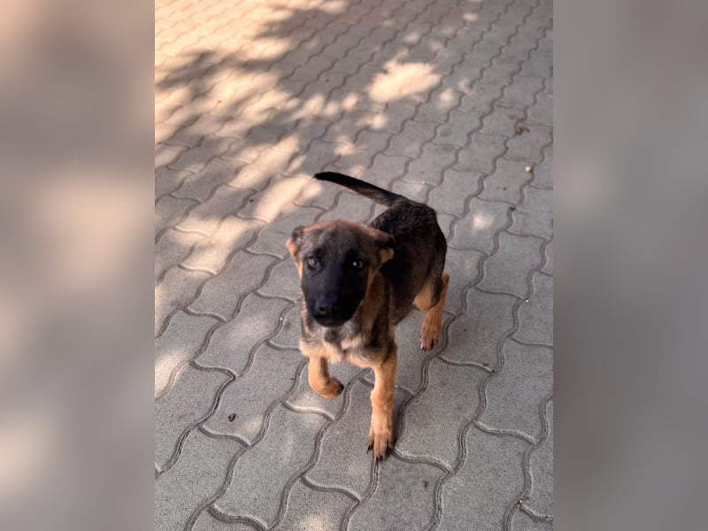 Bonnie, süßes Malinois Welpenmädchen geb. 05/2026