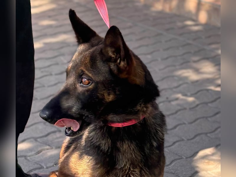 Nina, ruhige, zurückhaltende Malinois Hündin geb. 04/2017