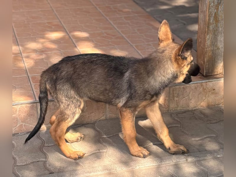 Clyde, süßer, verspielter Malinois Welpe geb. 05/2026