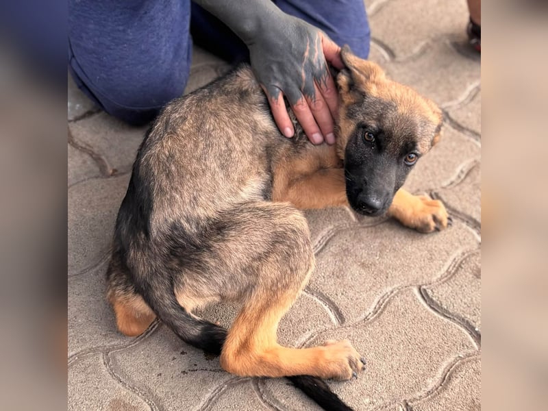 Bonnie, süßes Malinois Welpenmädchen geb. 05/2026