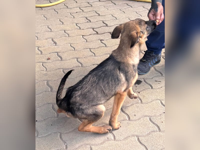 Bonnie, süßes Malinois Welpenmädchen geb. 05/2026
