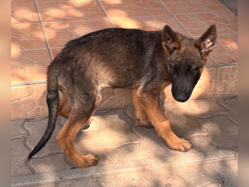 Clyde, süßer, verspielter Malinois Welpe geb. 05/2026