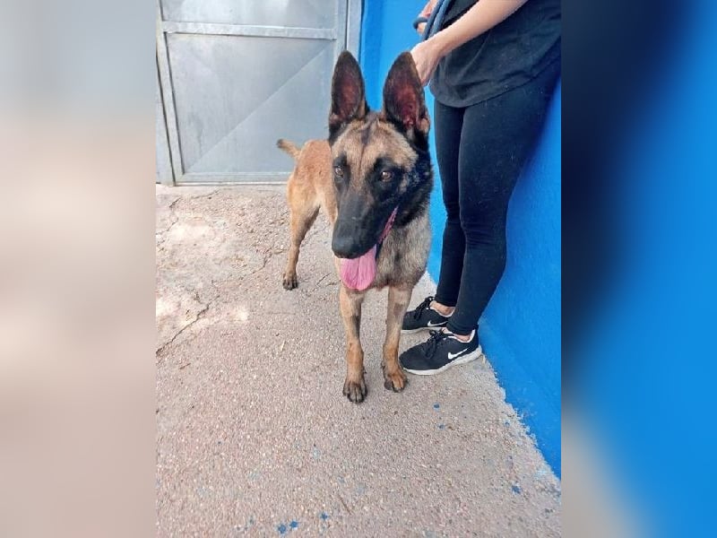 TINTIN - neugierig und intelligent!