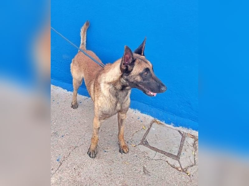 TINTIN - neugierig und intelligent!