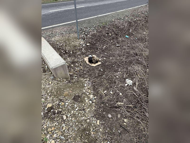 BETSY - Malinois-Mädchen sucht ihre Menschen