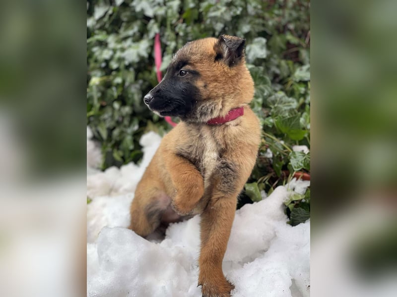 BERNARD - Malinois-Bub sucht seine Menschen