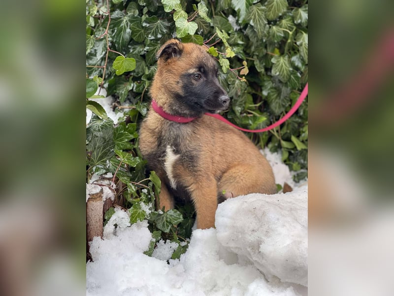 BETSY - Malinois-Mädchen sucht ihre Menschen