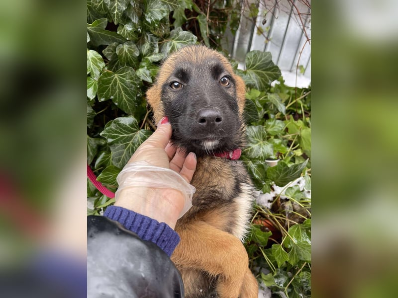 BETSY - Malinois-Mädchen sucht ihre Menschen