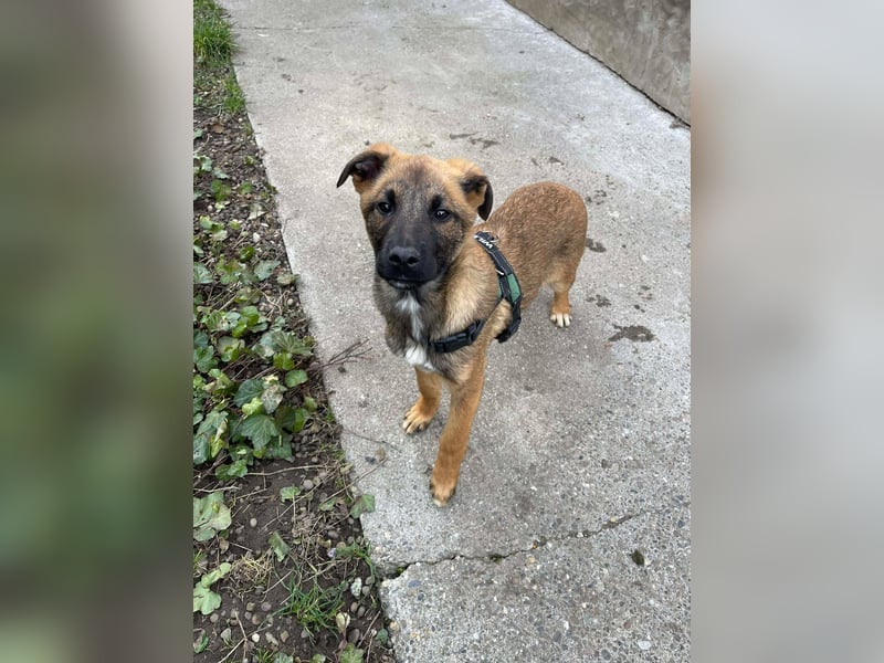 MARK - Malinois-Bub sucht seine Menschen