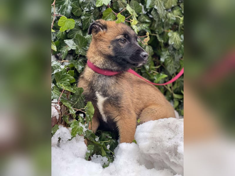 BETSY - Malinois-Mädchen sucht ihre Menschen