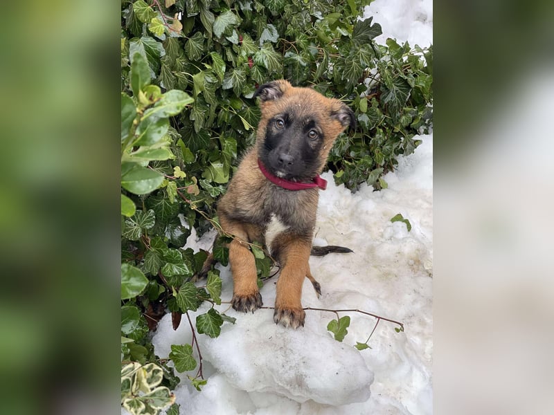 BETSY - Malinois-Mädchen sucht ihre Menschen
