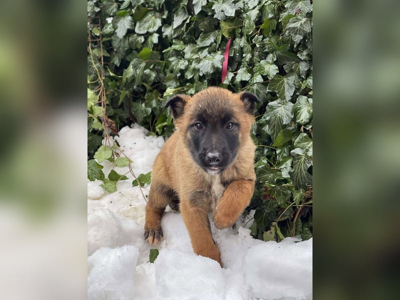 BERNARD - Malinois-Bub sucht seine Menschen