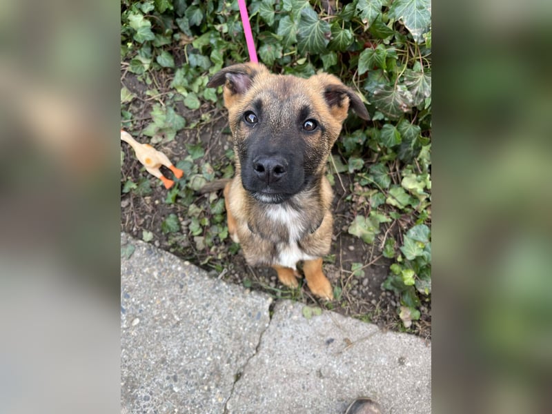 MARK - Malinois-Bub sucht seine Menschen
