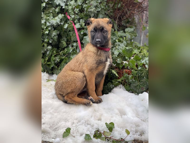 BETSY - Malinois-Mädchen sucht ihre Menschen