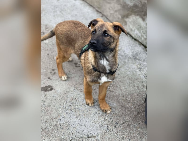 MARK - Malinois-Bub sucht seine Menschen