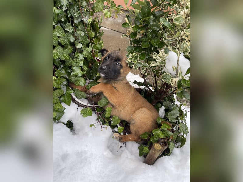 BERNARD - Malinois-Bub sucht seine Menschen