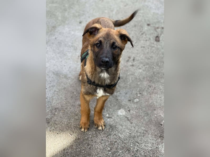 MARK - Malinois-Bub sucht seine Menschen