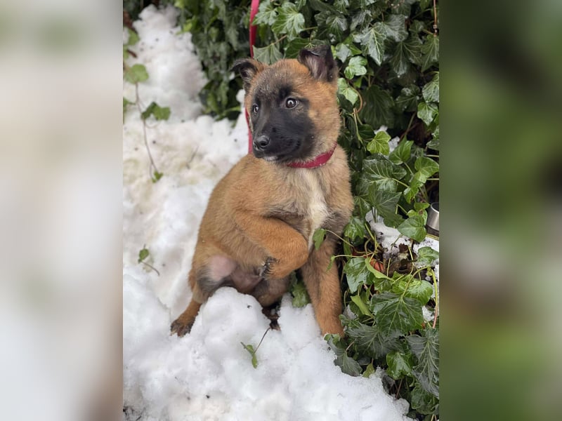 BERNARD - Malinois-Bub sucht seine Menschen