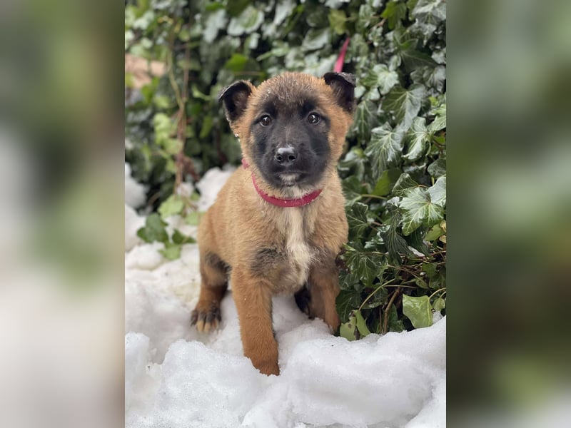 BERNARD - Malinois-Bub sucht seine Menschen