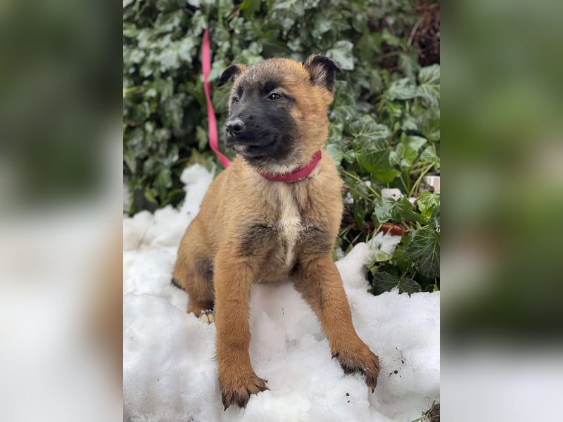BERNARD - Malinois-Bub sucht seine Menschen
