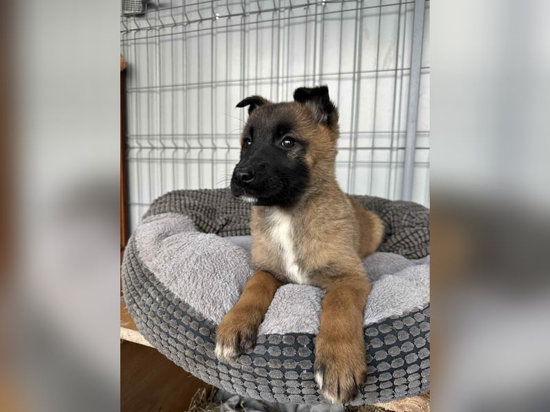 BERNARD - Malinois-Bub sucht seine Menschen