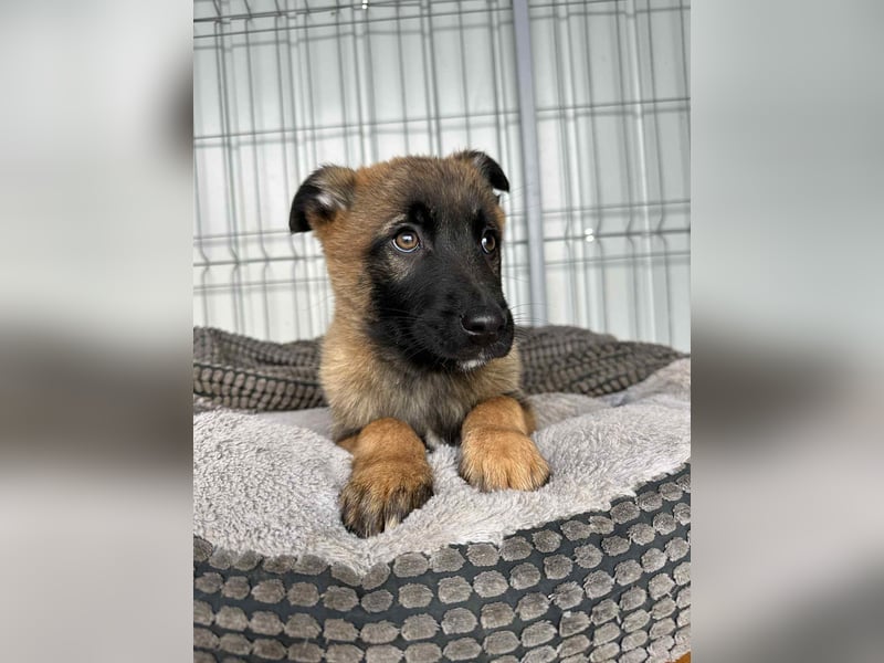 BETSY - Malinois-Mädchen sucht ihre Menschen