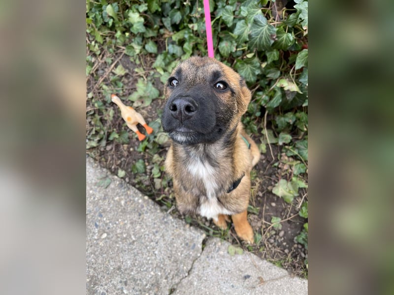 MARK - Malinois-Bub sucht seine Menschen
