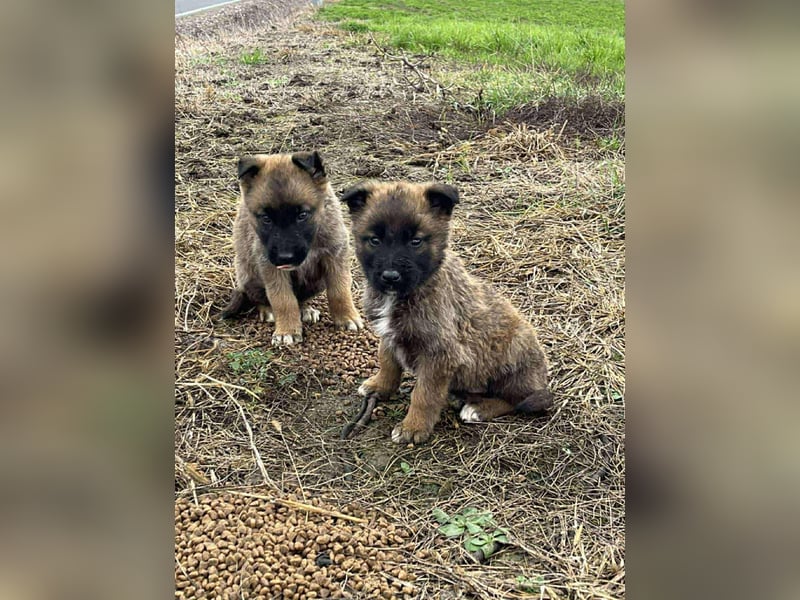 BETSY - Malinois-Mädchen sucht ihre Menschen