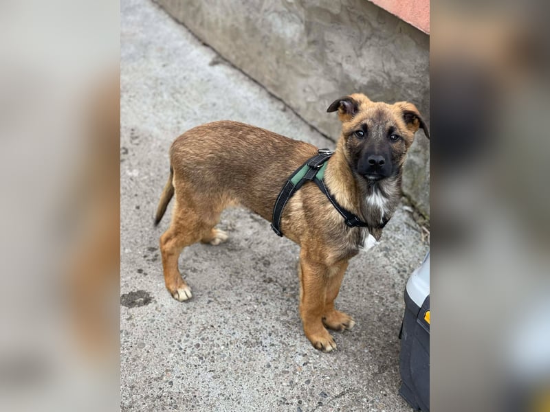 MARK - Malinois-Bub sucht seine Menschen