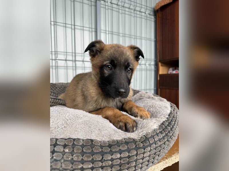 BETSY - Malinois-Mädchen sucht ihre Menschen