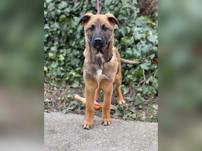 MARK - Malinois-Bub sucht seine Menschen