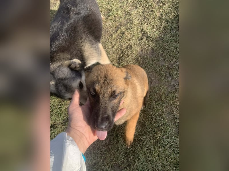 MARK - Malinois-Bub sucht seine Menschen