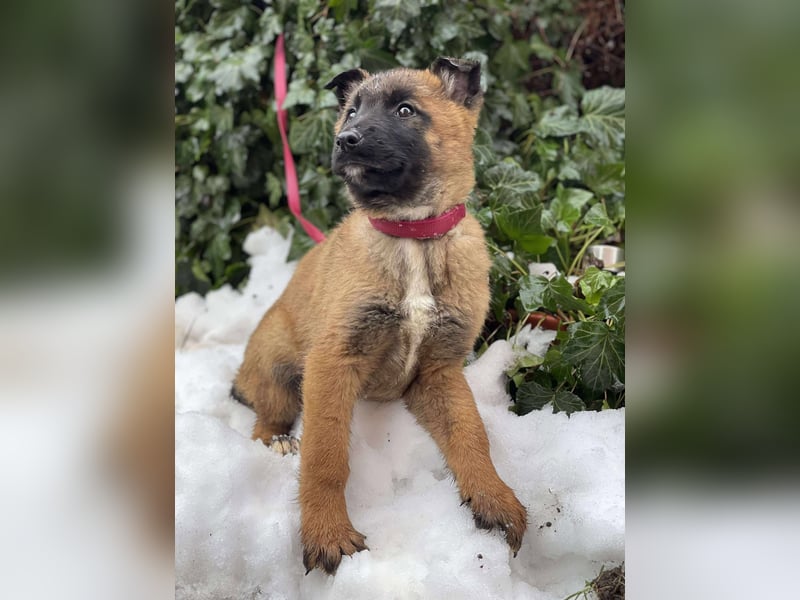 BERNARD - Malinois-Bub sucht seine Menschen