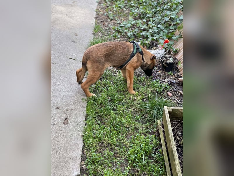 MARK - Malinois-Bub sucht seine Menschen