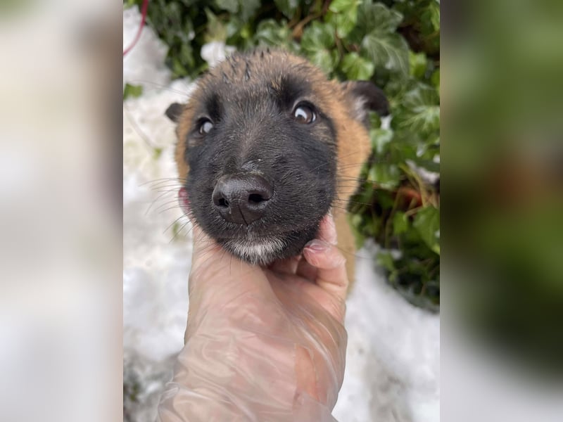 BERNARD - Malinois-Bub sucht seine Menschen