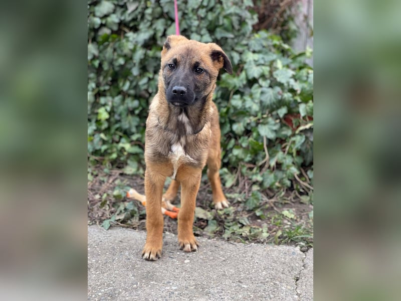 MARK - Malinois-Bub sucht seine Menschen