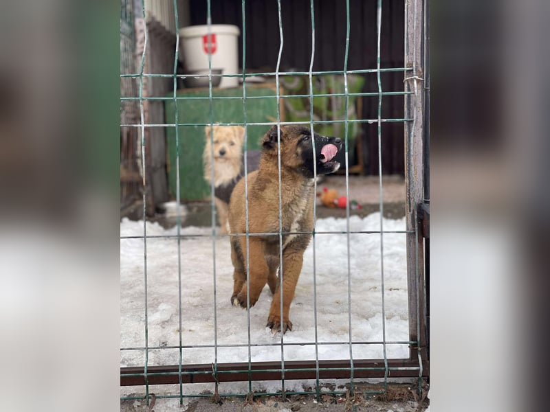 BETSY - Malinois-Mädchen sucht ihre Menschen