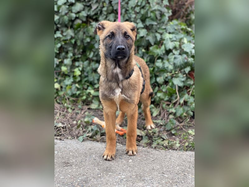 MARK - Malinois-Bub sucht seine Menschen