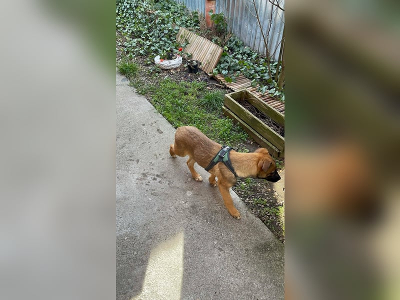MARK - Malinois-Bub sucht seine Menschen