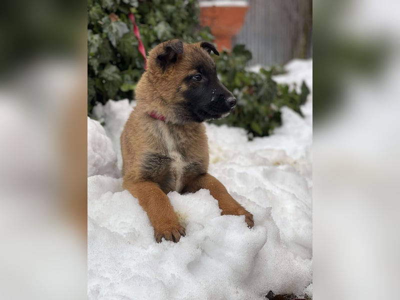 BERNARD - Malinois-Bub sucht seine Menschen