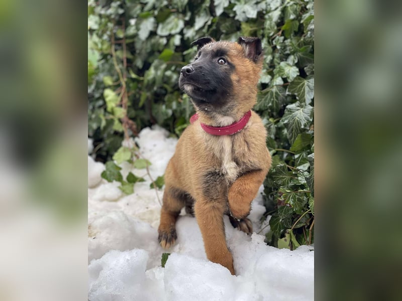 BERNARD - Malinois-Bub sucht seine Menschen