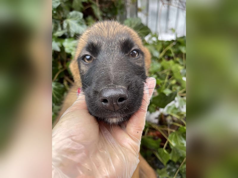 BETSY - Malinois-Mädchen sucht ihre Menschen