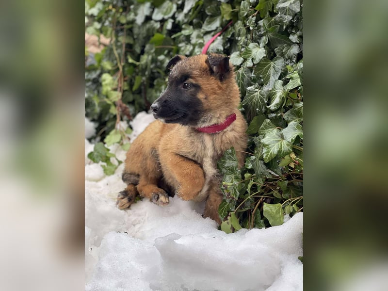 BERNARD - Malinois-Bub sucht seine Menschen