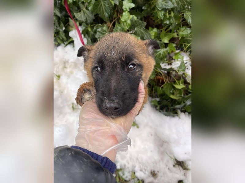 BERNARD - Malinois-Bub sucht seine Menschen