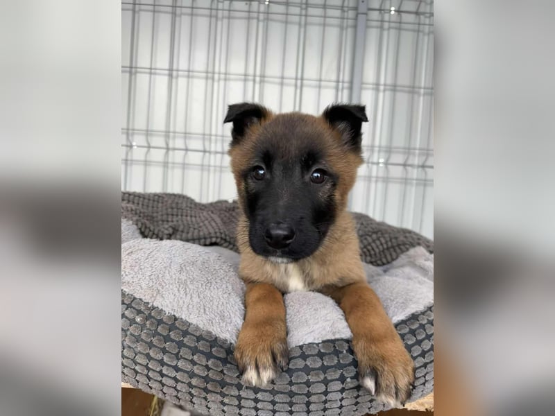 BERNARD - Malinois-Bub sucht seine Menschen